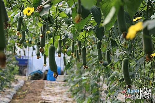 于都县梓山富硒蔬菜特色(于都梓山网红地)-硒宝网