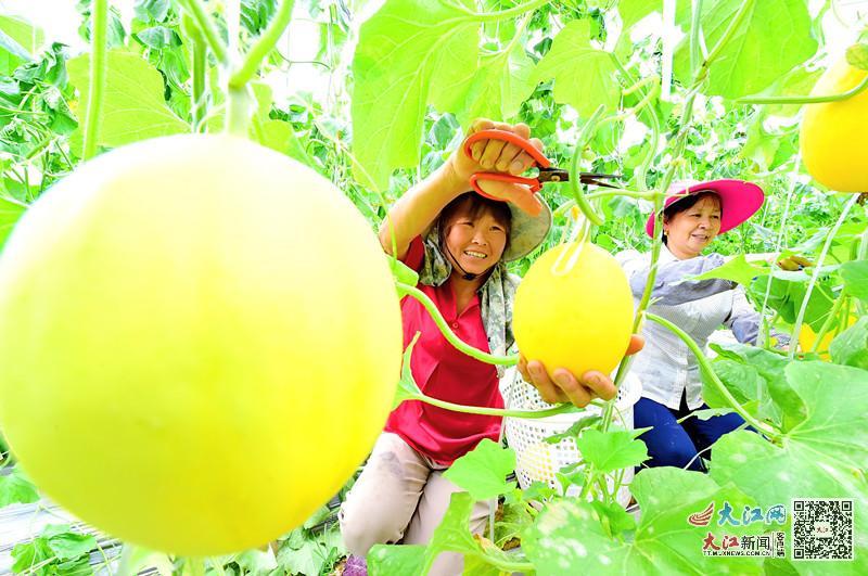 赣州市富硒蔬菜基地地址
