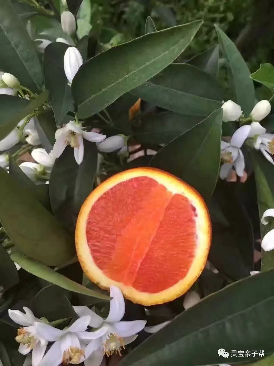 含有富硒的水果推荐美白
