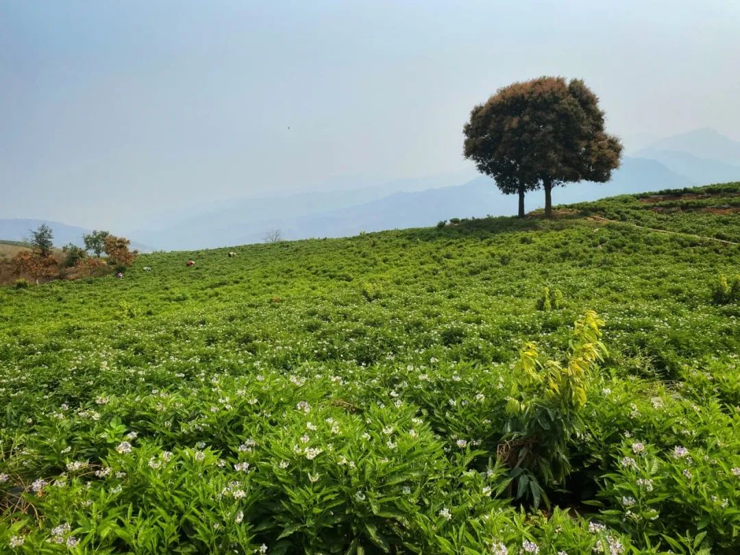 啥水果是富硒果子的味道(富硒对水果的作用如何)-硒宝网