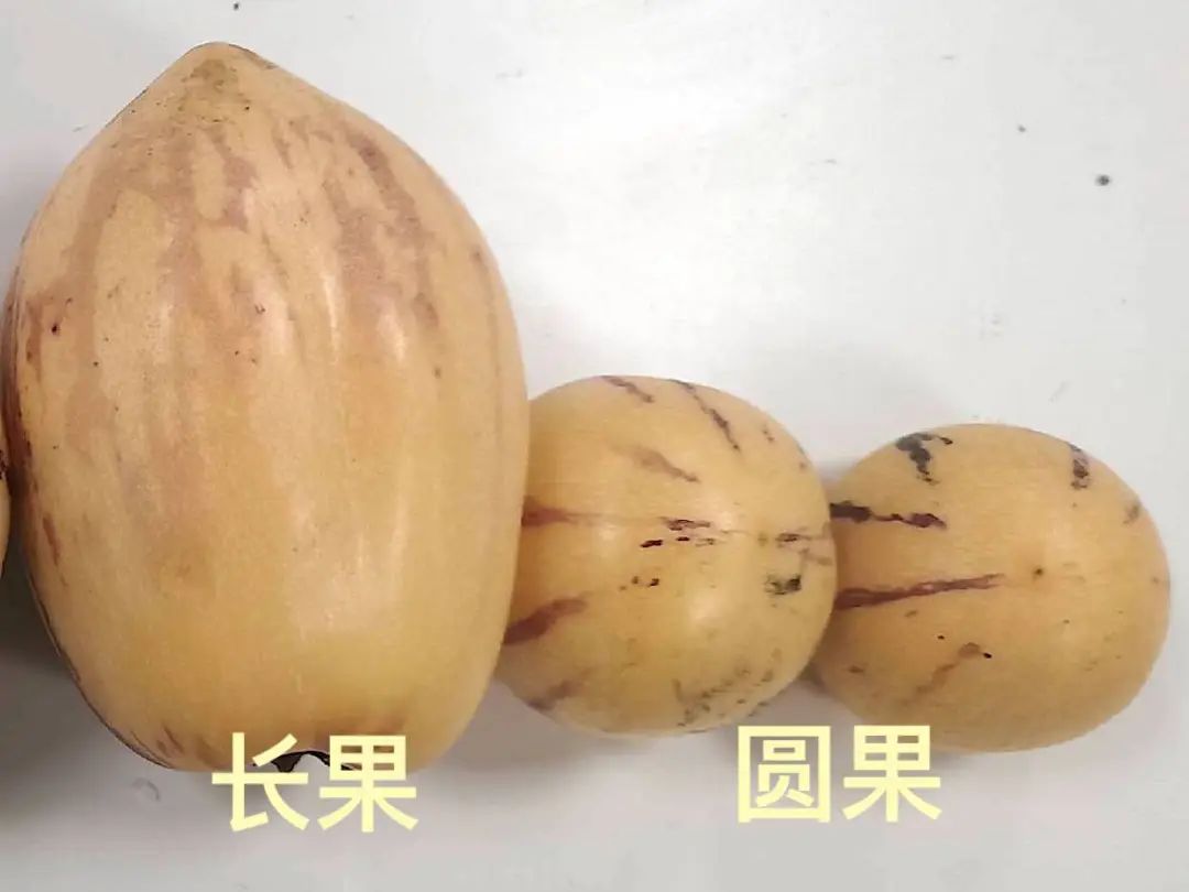 啥水果是富硒果子的味道(富硒对水果的作用如何)-硒宝网