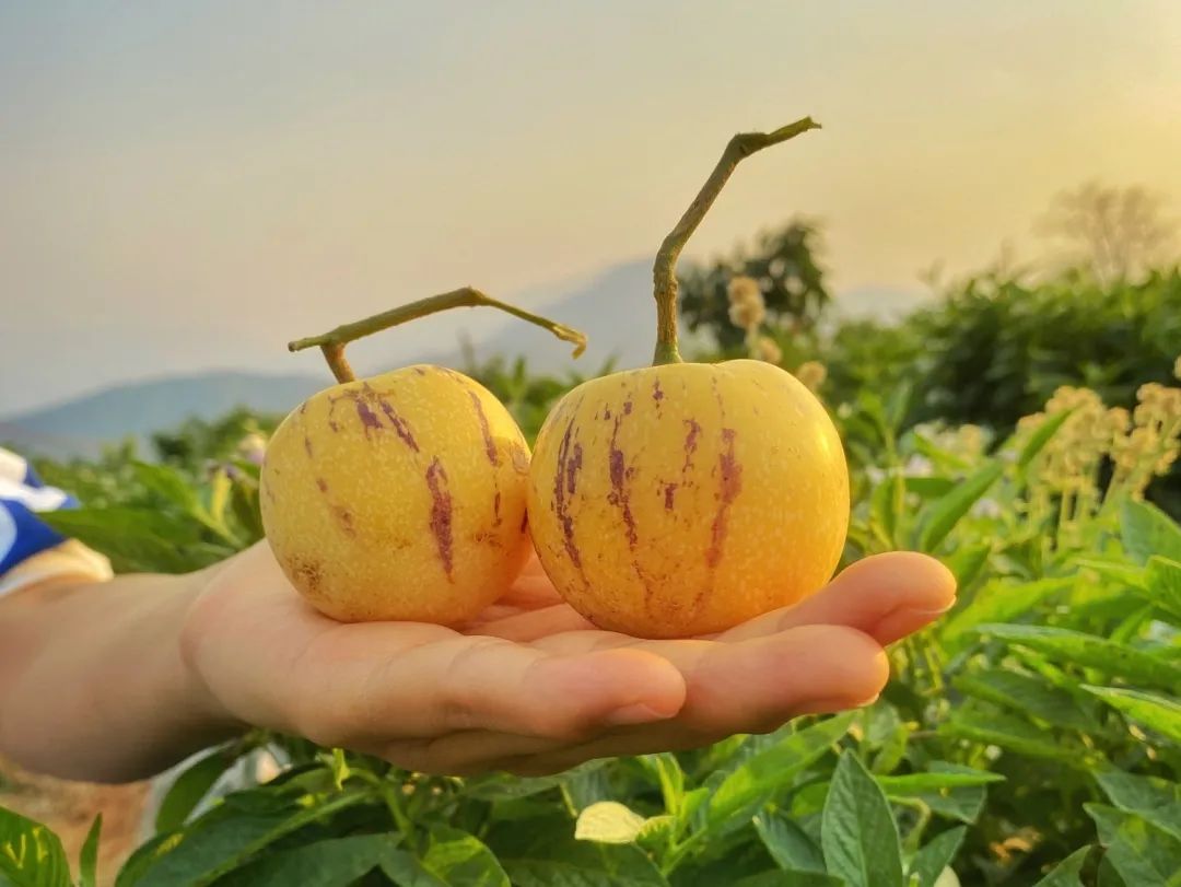 啥水果是富硒果子的味道(富硒对水果的作用如何)-硒宝网