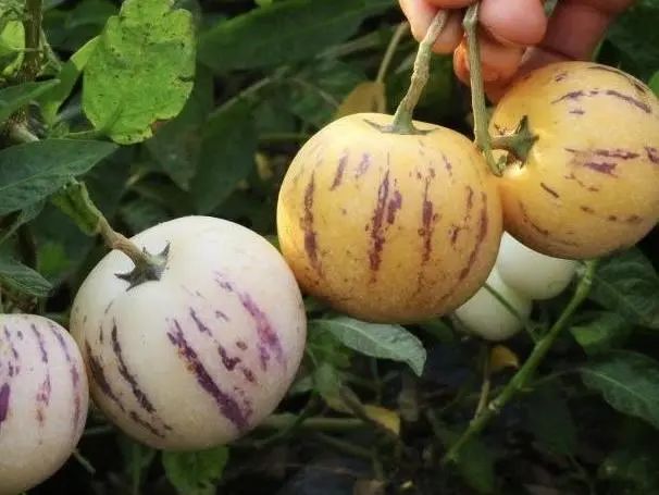 啥水果是富硒果子的味道(富硒对水果的作用如何)-硒宝网