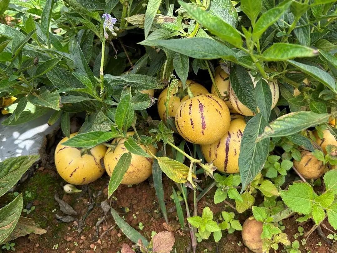 啥水果是富硒果子的味道(富硒对水果的作用如何)-硒宝网