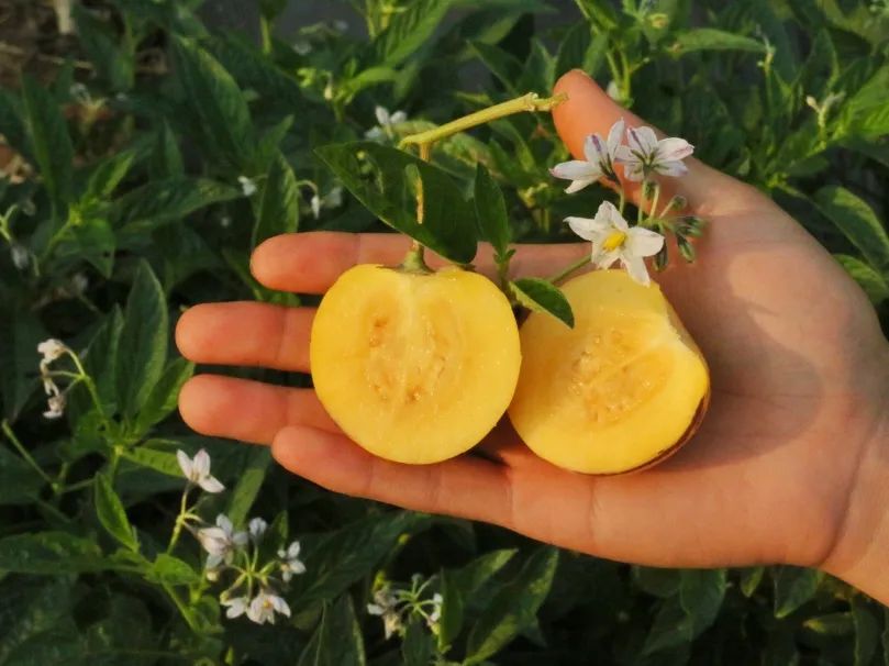啥水果是富硒果子的味道(富硒对水果的作用如何)-硒宝网