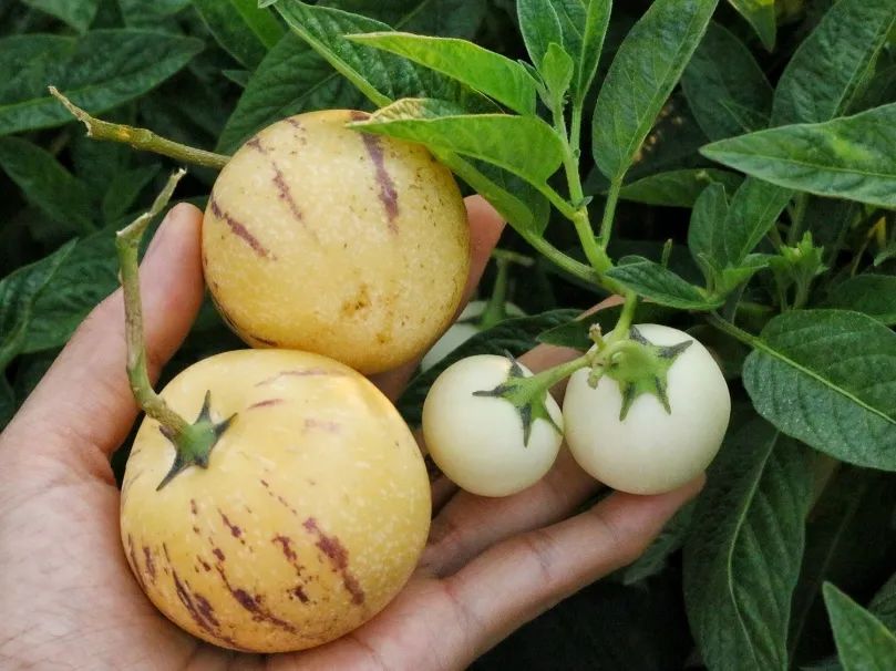 啥水果是富硒果子的味道(富硒对水果的作用如何)-硒宝网