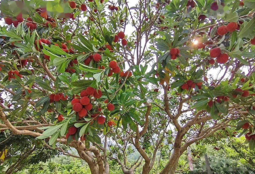 玉黛湖富硒水果采摘价格