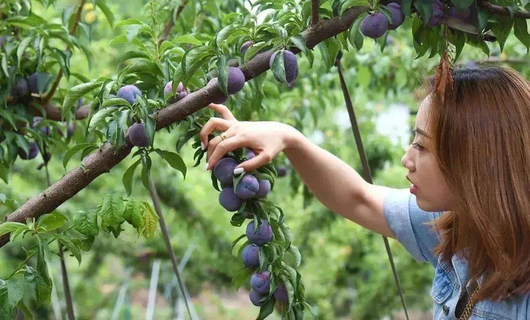 玉黛湖富硒水果采摘价格