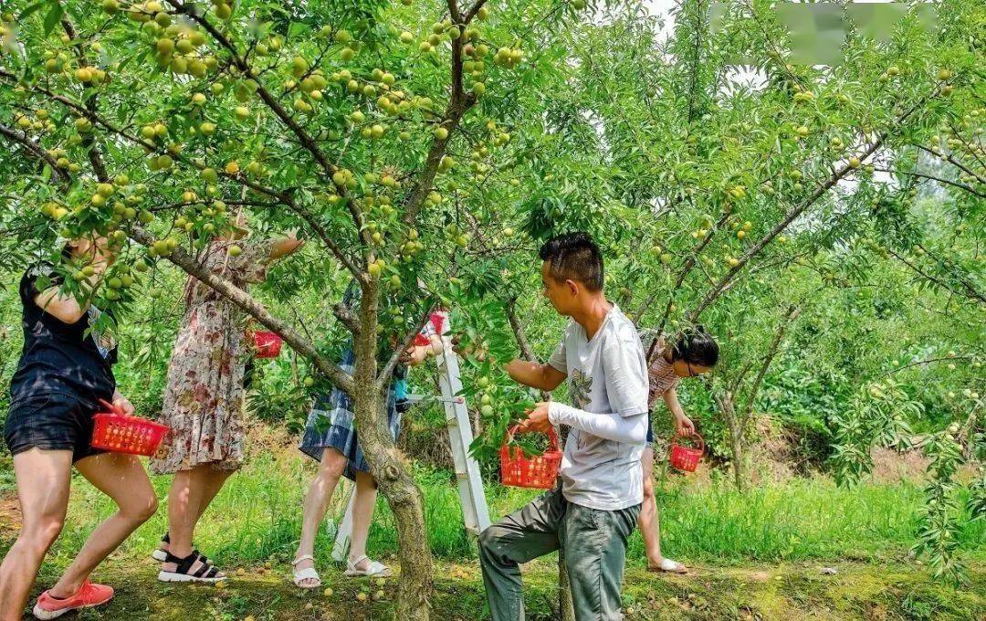 玉黛湖富硒水果采摘价格