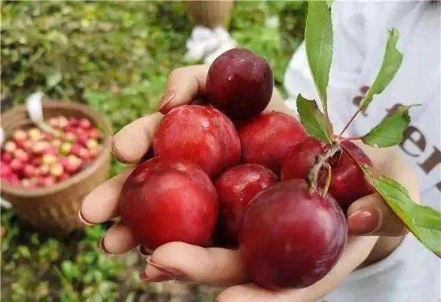 玉黛湖富硒水果采摘价格