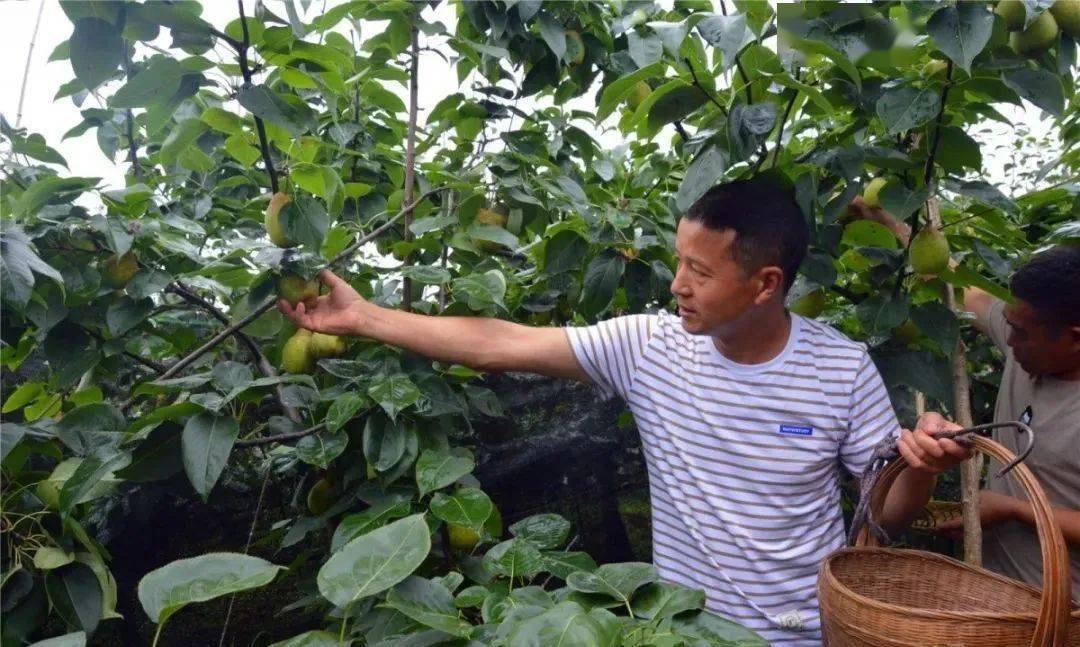 玉黛湖富硒水果采摘价格