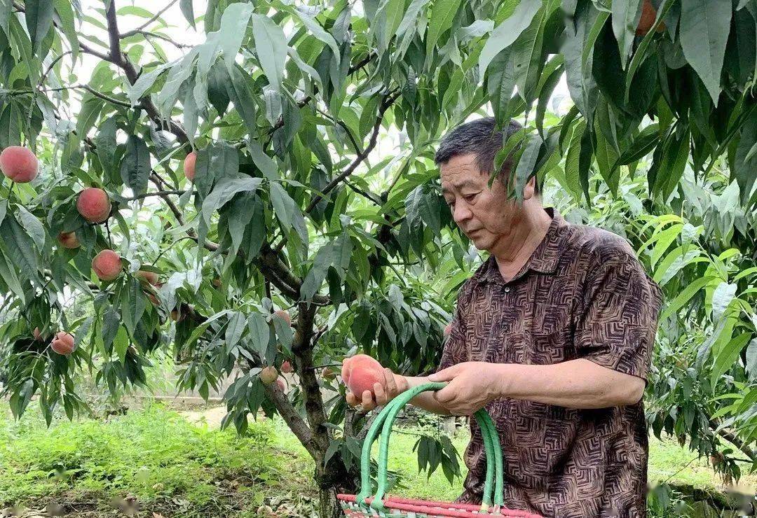 玉黛湖富硒水果采摘价格