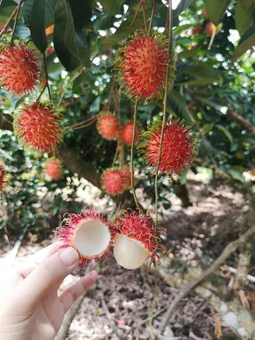 陵水黎族自治县富硒水果