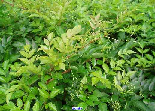 藤茶有什么作用效果和功效，揭示藤茶的神奇作用与功效，你不可不知的秘密！
