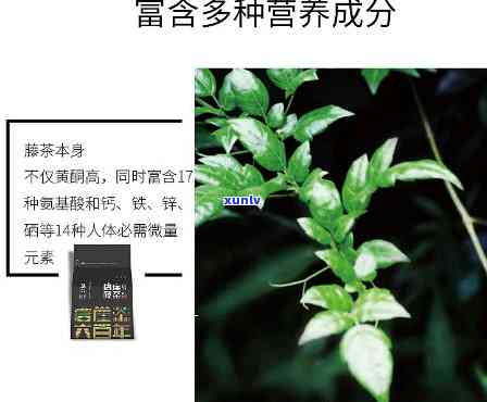 藤茶有什么作用效果和功效，揭示藤茶的神奇作用与功效，你不可不知的秘密！