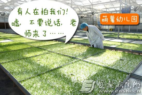 国家批准的硒产品有哪些