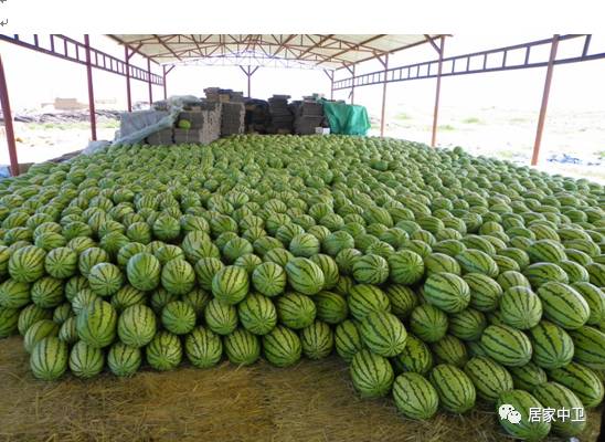 中国地理标志产品硒砂瓜