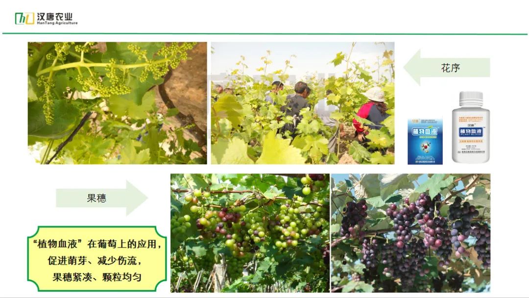 硒与农产品品质的关系是（农产品富硒标准）-硒宝网