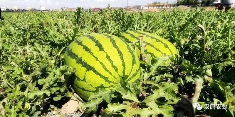 硒与农产品品质的关系是（农产品富硒标准）-硒宝网