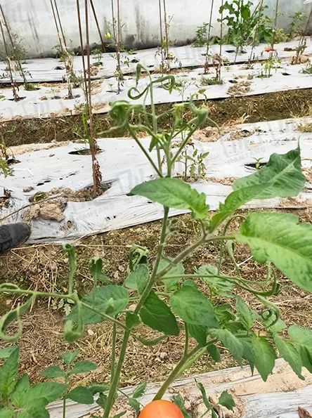 硒与农产品品质的关系是（农产品富硒标准）-硒宝网