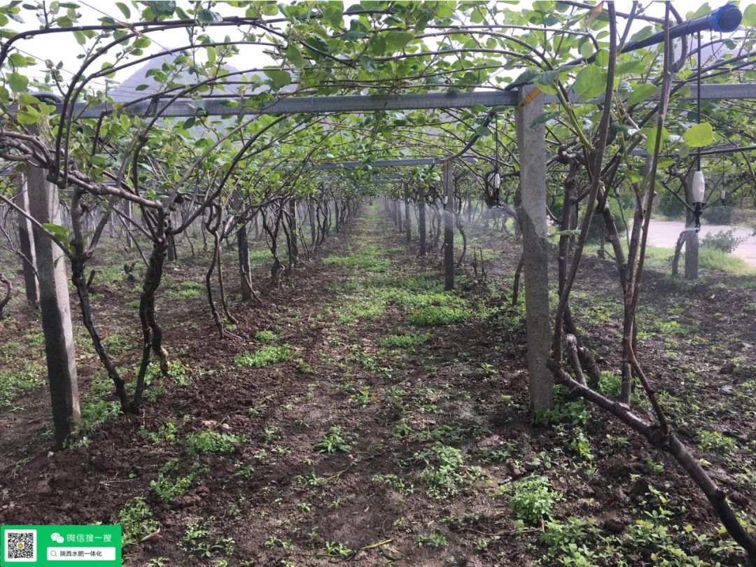 硒与农产品品质的关系是（农产品富硒标准）-硒宝网