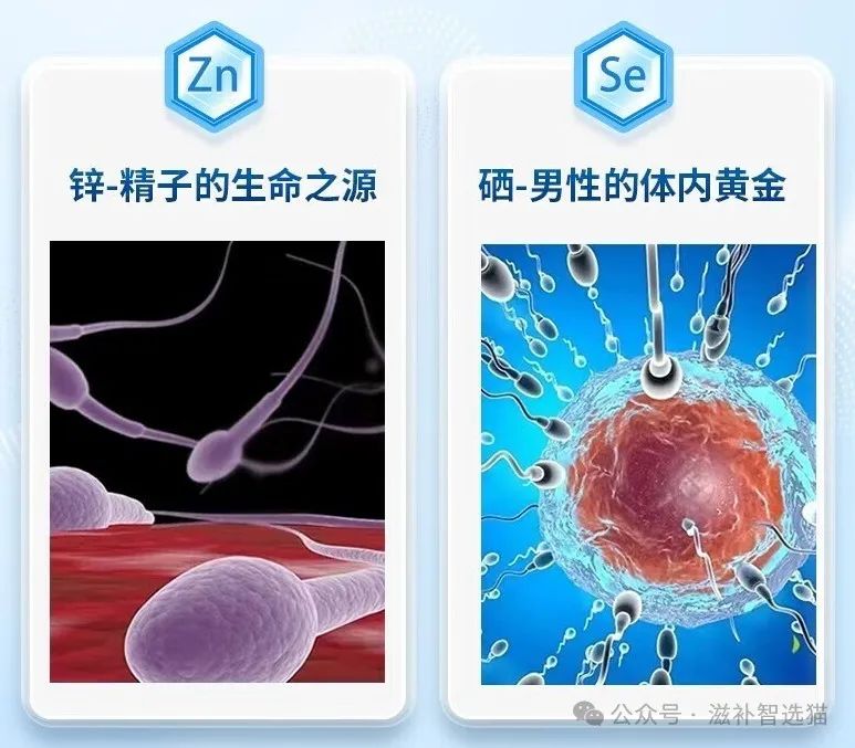 男性吃什么牌子的锌硒宝