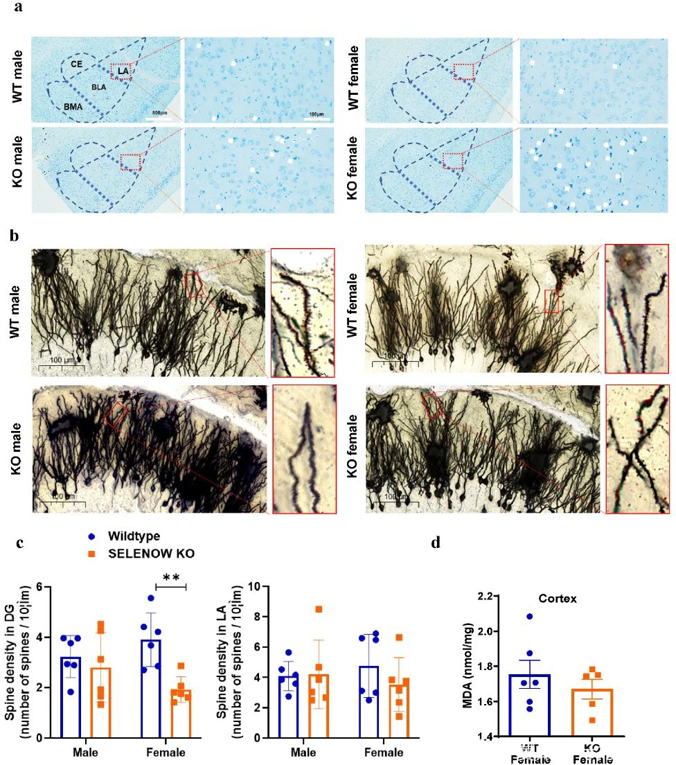 蛋白质硒(蛋白质硒元素)-硒宝网