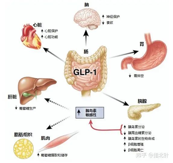 正常人打司美格鲁肽减肥治疗效果