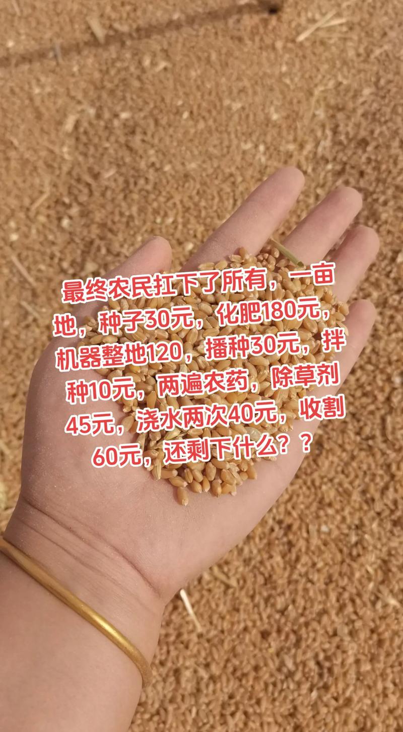 富硒小麦多少钱一斤