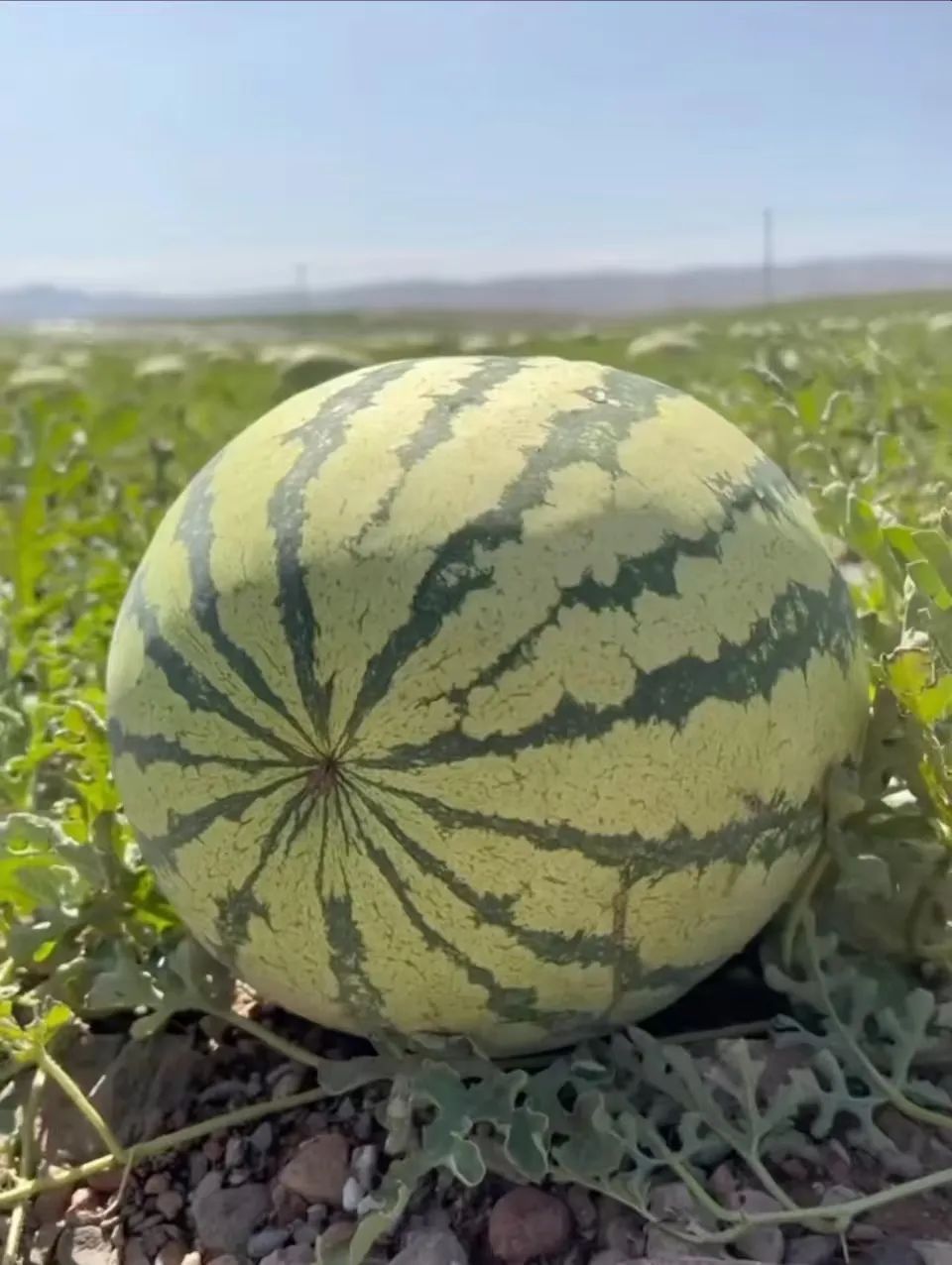 中卫富硒硒砂瓜