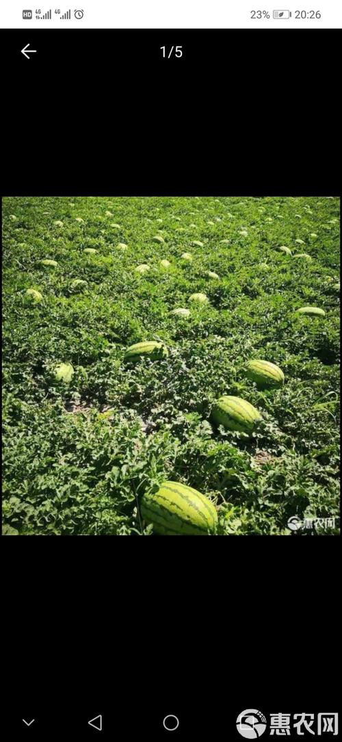 宁夏的硒砂瓜