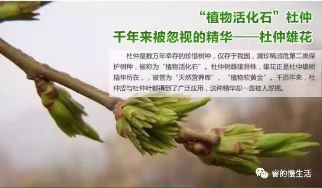 含硒的茶叶有哪几种