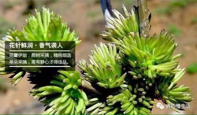 含硒的茶叶有哪几种