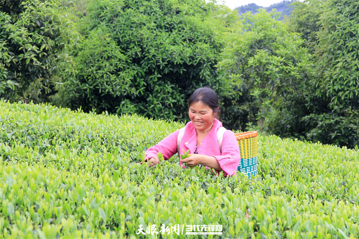 贵州锌硒茶的功效