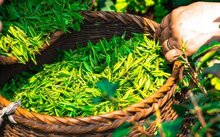 富硒茶可以长期喝吗