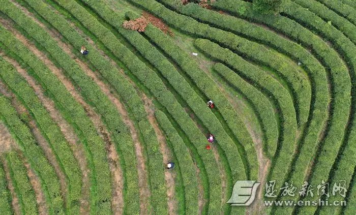 含硒第一名的茶