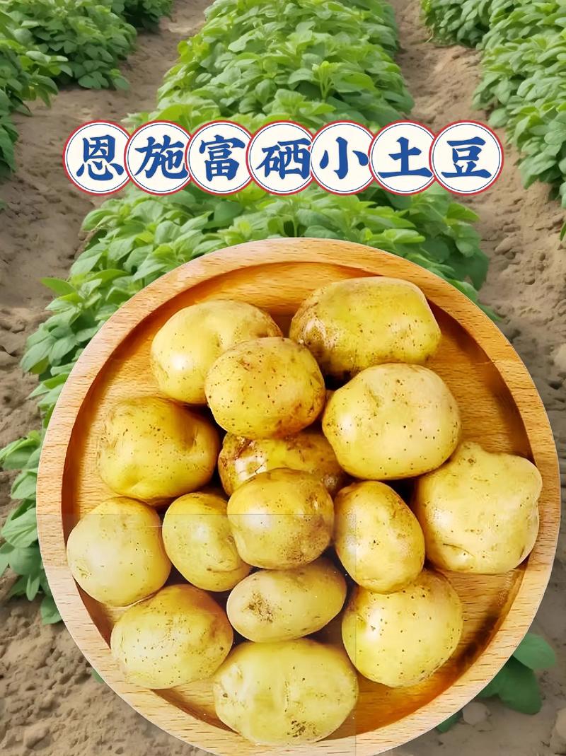 富硒土豆价格