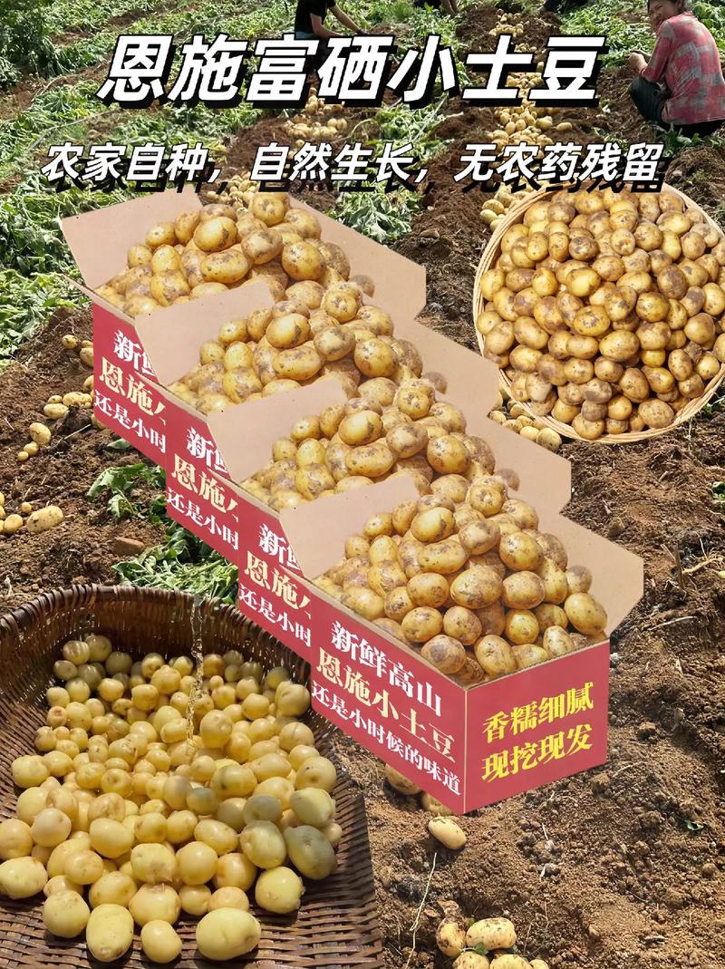 富硒土豆价格