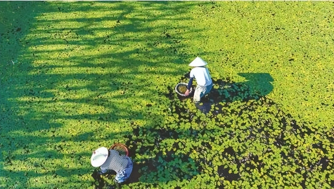 湖北恩施的硒怎么样