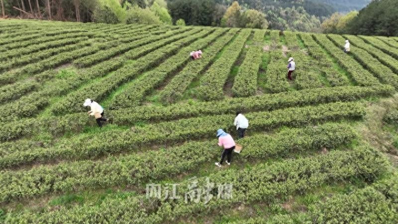 高山富硒茶多少钱一斤