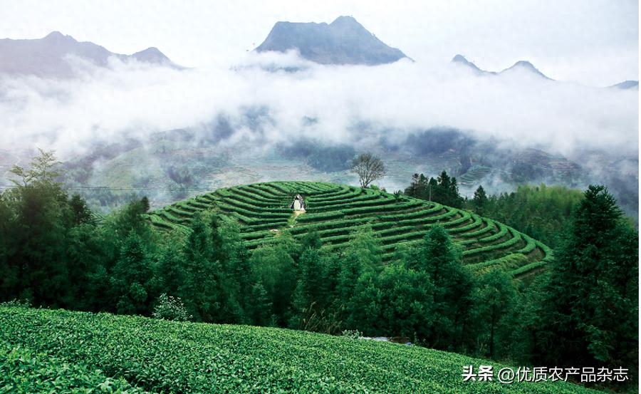 高山富硒茶多少钱一斤