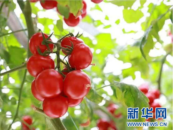 钟陵乡富硒产业园