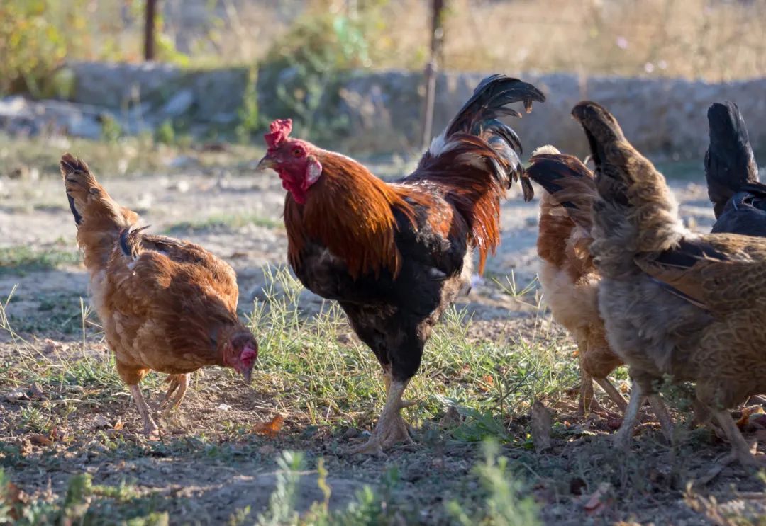 无抗富硒土鸡蛋(鸡蛋富硒是什么意思)-硒宝网