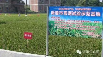 富硒产品是怎么种出来的