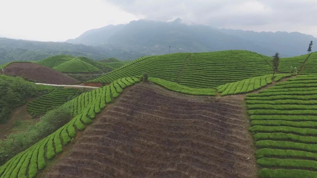 恩施玉露是富硒茶吗
