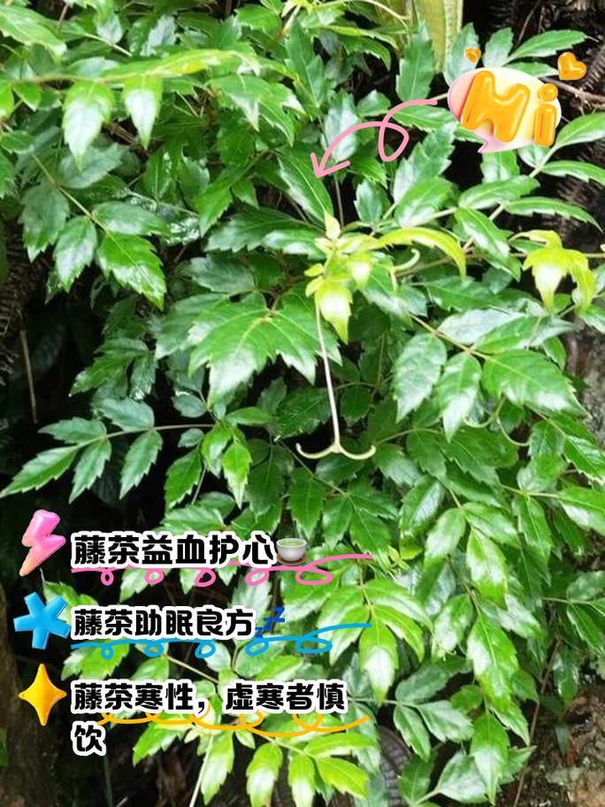 藤茶的作用与功效