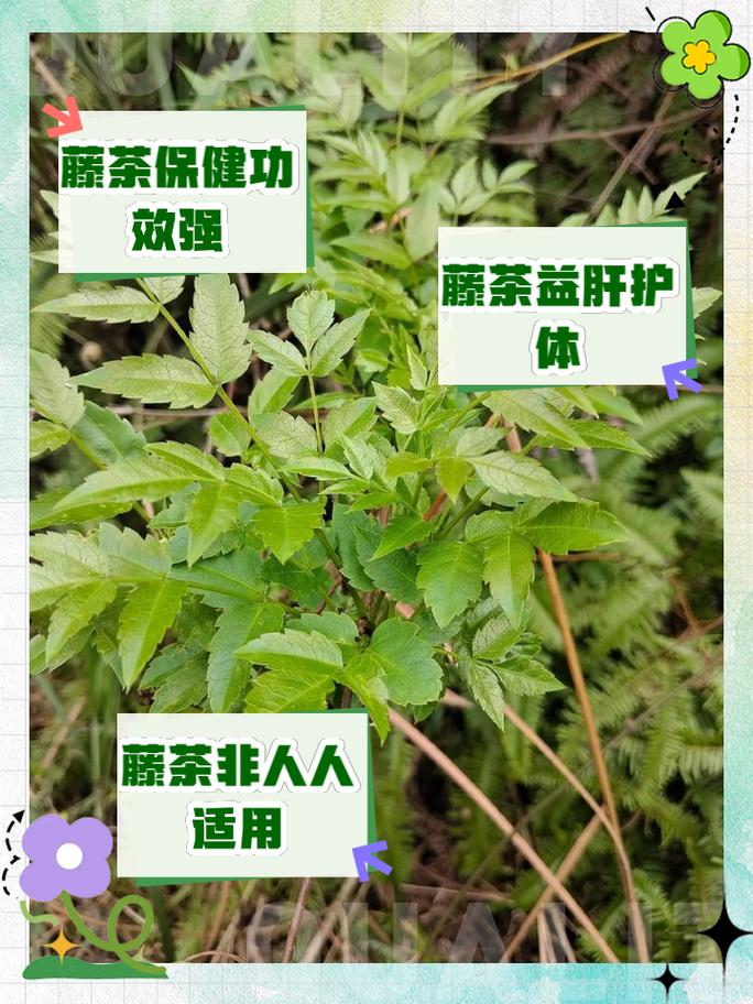 藤茶的作用与功效