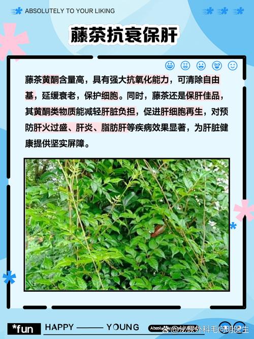 藤茶的作用与功效