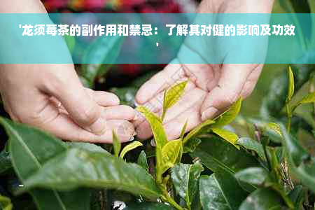 藤茶的功效与作用及禁忌