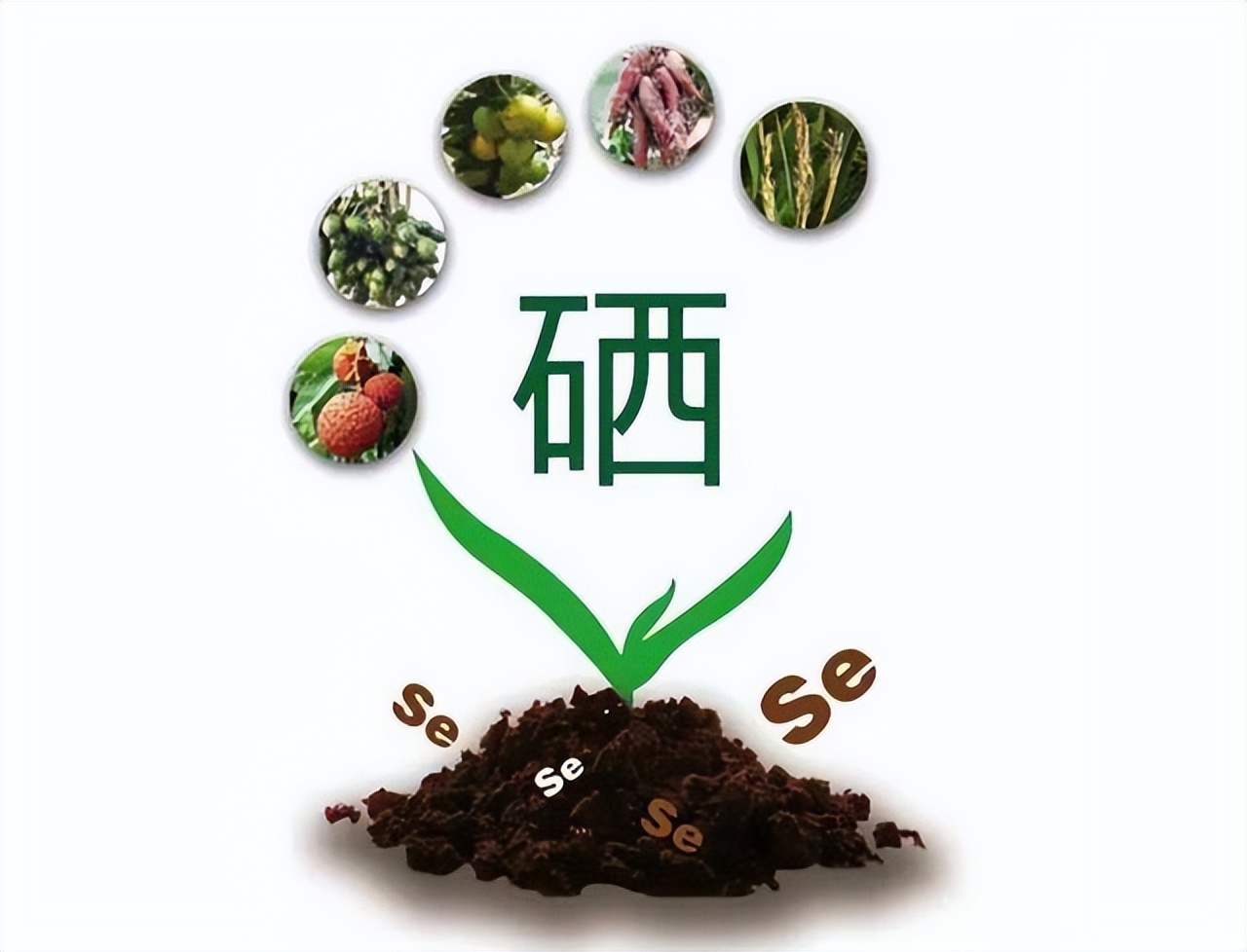 人体补硒和补肽哪一种好